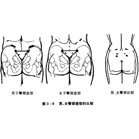 腚部位|臀部（人体部位）